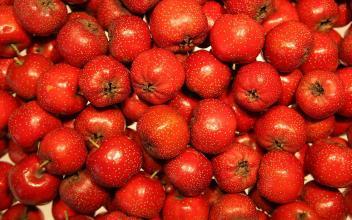 Bioloģiskās vilkābele augļu pulveris, vilkābele ogu, vilkābele herb, vilkābele augļu, ogu pulveris vilkābele
