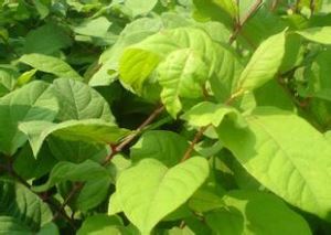 Milzu knotweed ekstrakts