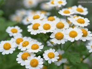 Feverfew ekstrakts
