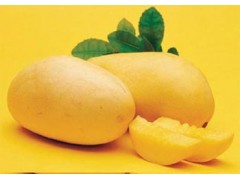 Mango sulas pulveris