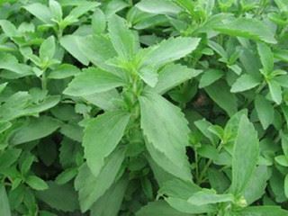 stevia