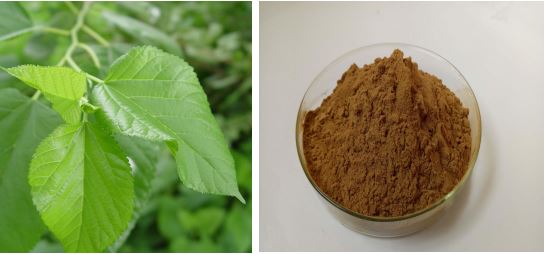 Organic Mulberry Leaf Extract Powder