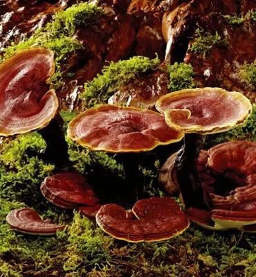 Ganoderma ekstrakts