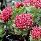 Rhodiola ekstrakta ātrais izskats